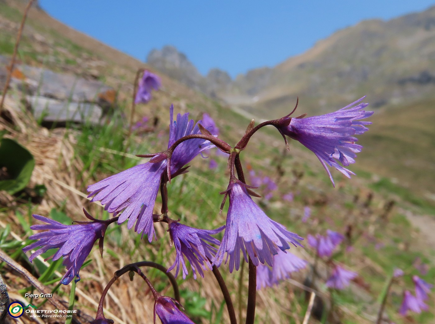 31 Soldanella alpina (Soldanella alpina ) con vista in Valletto.JPG